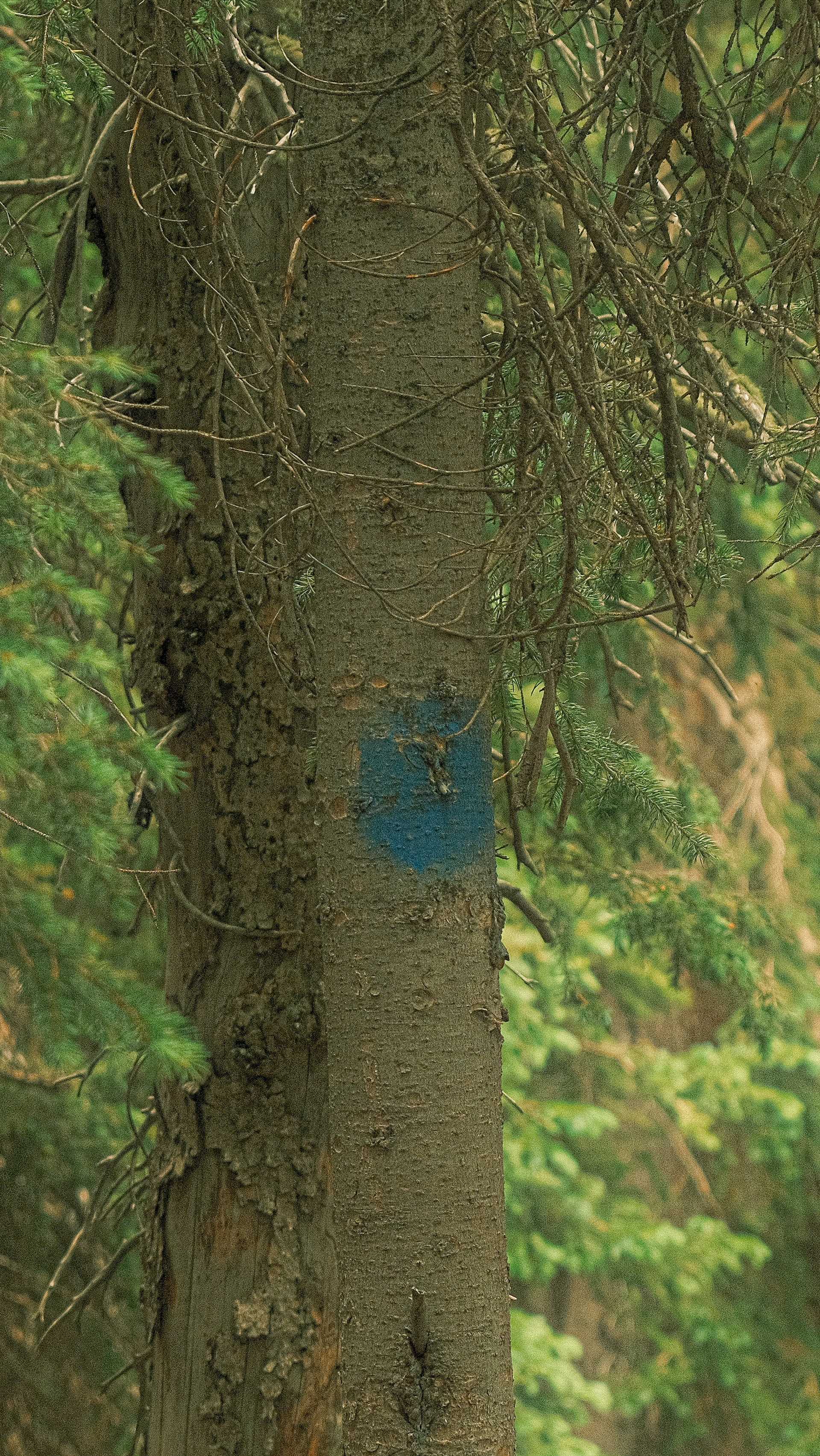 Inventário Florestal