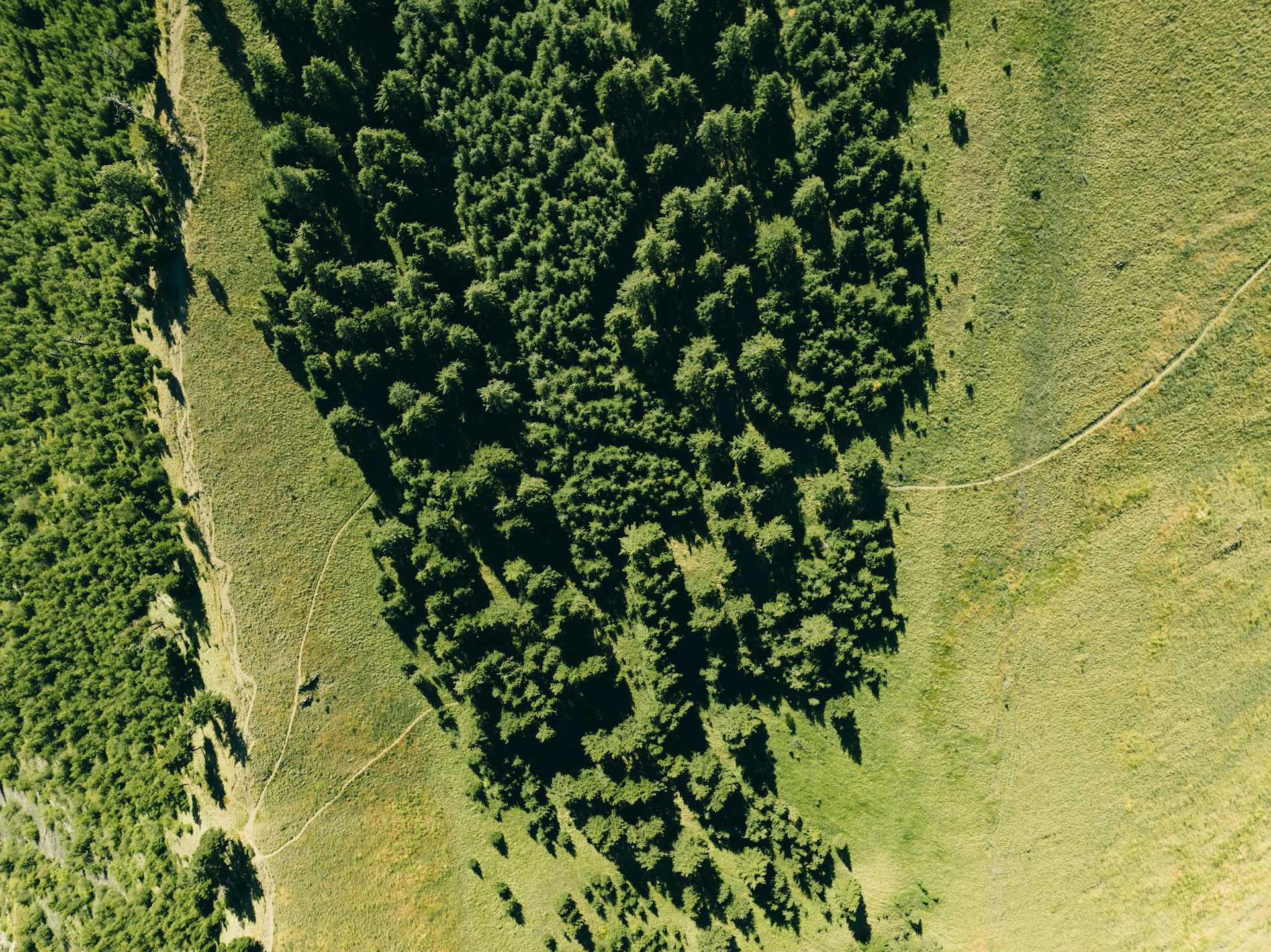 Certidão de Área de Preservação Permanente Consolidada